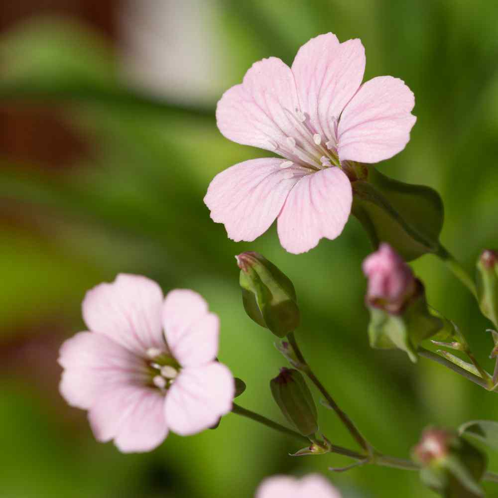 Delightful Ground Cover