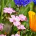 Saponaria Vaccaria Pink Flowers