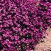 Saxifraga Purple Robe