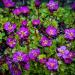 Saxifraga Purple Robe Flowers