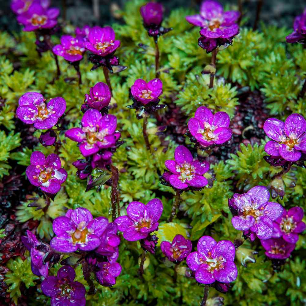 Saxifraga Seeds | Purple Robe