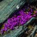 Saxifraga Purple Robe Garden Flowers