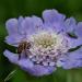 Blue Pincushion Flower