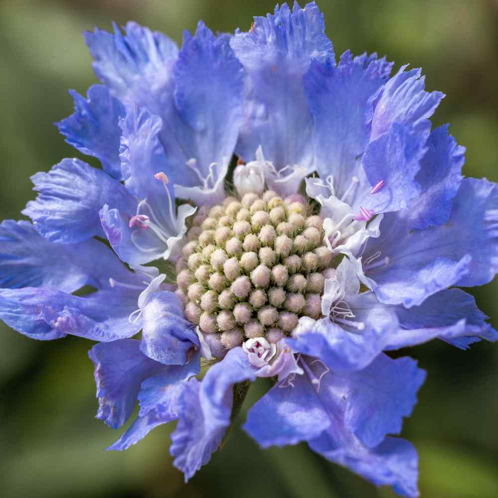 Unique Cut Flower