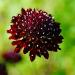 Scabiosa Pincushion Purple Flowers