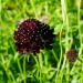 Purple Pincushion Flowers