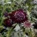 Scabiosa Purple Garden Flowers