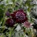 Red Pincushion Flowers