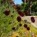 Scabiosa Double Red Flowers