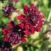 Scabiosa Pincushion Red Garden Flowers