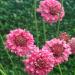 Scabiosa Rose Flowers