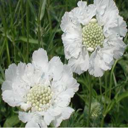 25 SCABIOSA PINCUSHION NIGHT AND DAY BLACK//WHITE FLOWER SEEDS MIX PERENNIAL