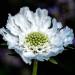 Scabiosa Pincushion White Flowers