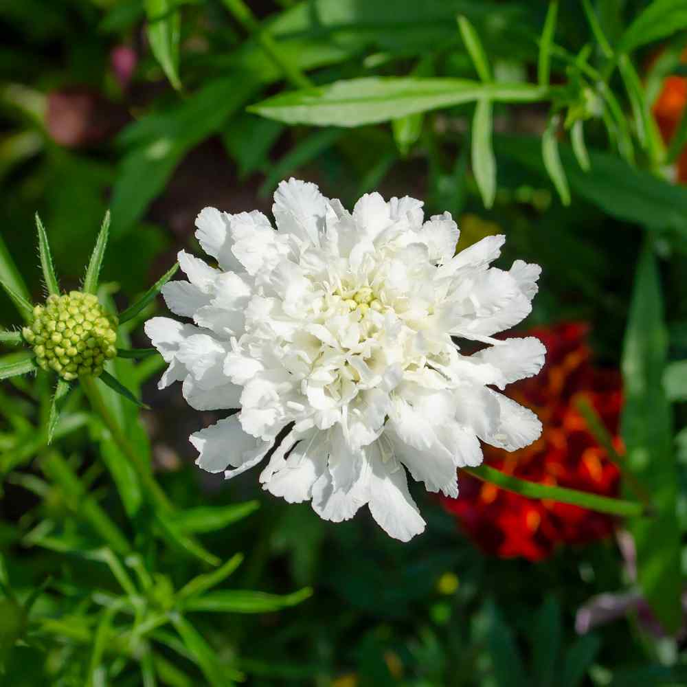 Scabiosa Seeds White Pincushion Flower Seed Scabiosa Seeds White Pincushion Flower Seed