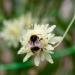 Scabiosa White Plants