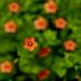 Scarlet Pimpernel Plants