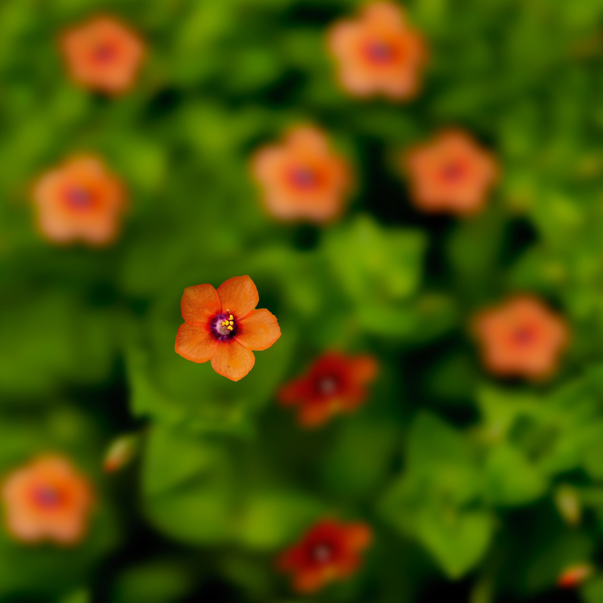 This Scarlet Pimpernel...