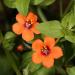 Scarlet Pimpernel Flowers