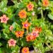 Annual Scarlet Pimpernel