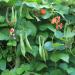 Scarlet Runner Beans Vine