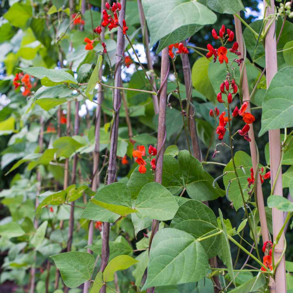 Scarlet Runner Beans Seeds