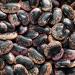 Phaseolus Coccineus Beans