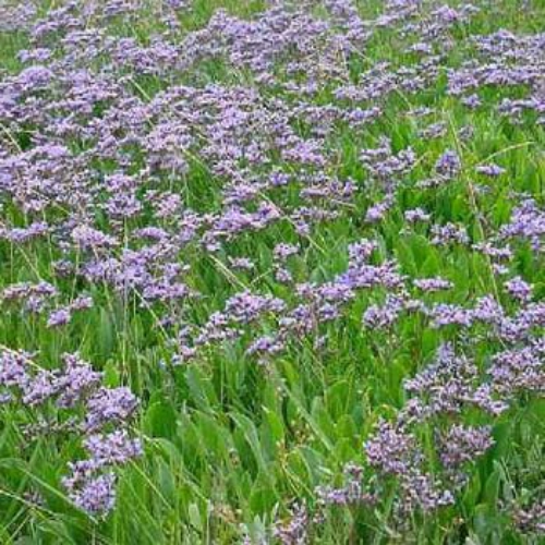 Statice Sea Lavender