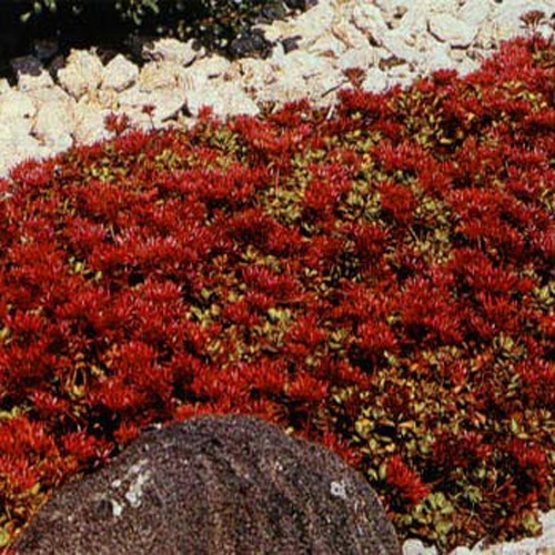 Sedum Dragon S Blood Seed Red Stonecrop Ground Cover Seeds Sedum Dragon S Blood Seed Red Stonecrop Ground Cover Seeds