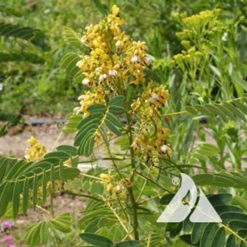 Senna Seed