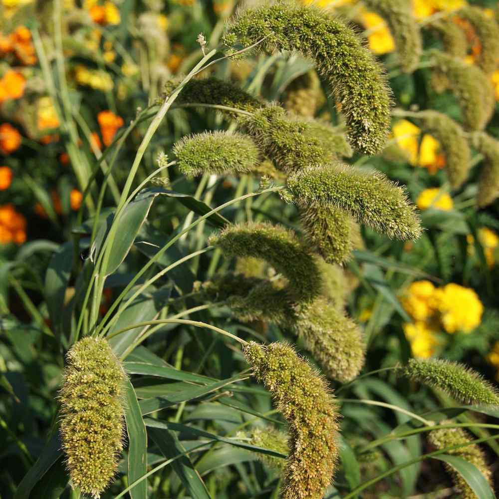 Setaria Macrocheata Ornamental Grass