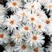 Shasta Daisy Crazy Daisy Flower Seed