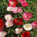 Shirley Poppy Garden Flower Mix