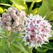 Showy Milkweed Pollinators