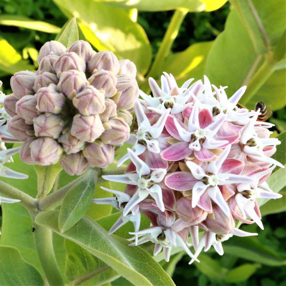 showy-milkweed-ubicaciondepersonas-cdmx-gob-mx