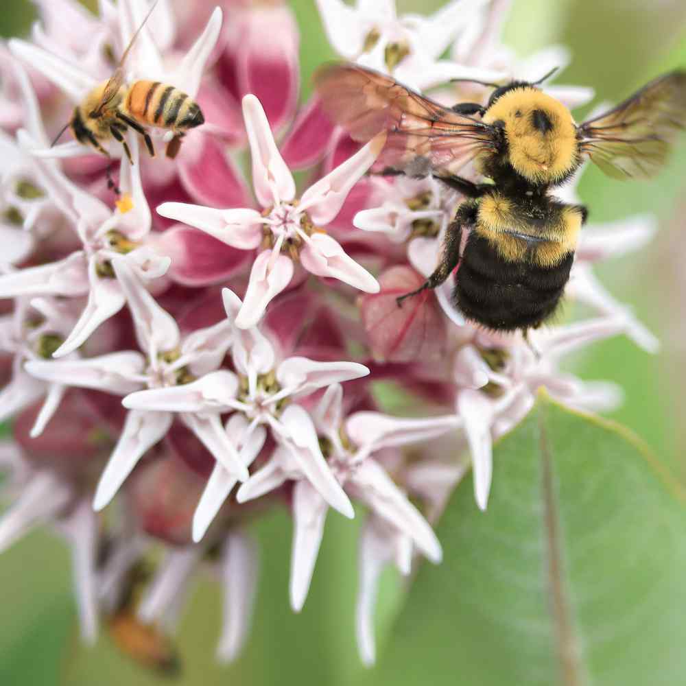 Showy Milkweed