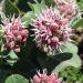 Showy Milkweed Plants