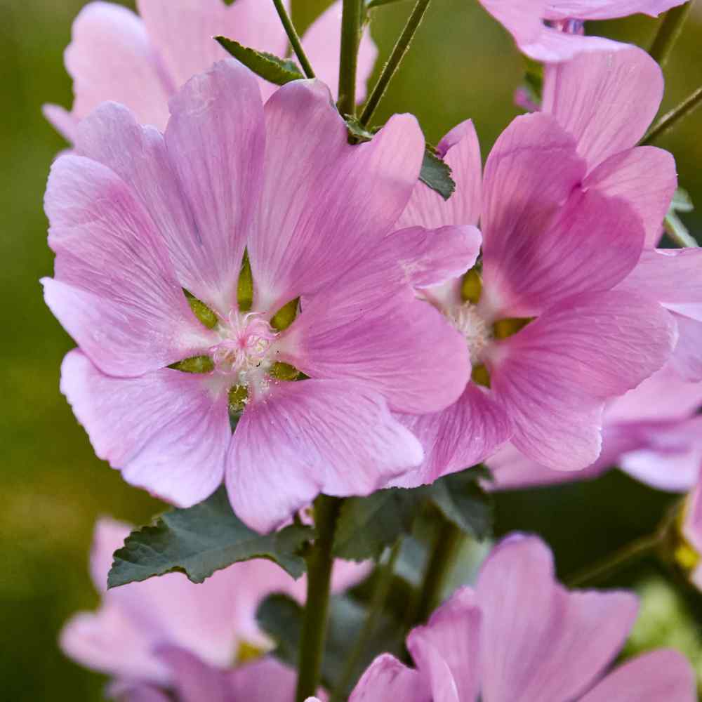 Sidalcea Malviflora Flowers