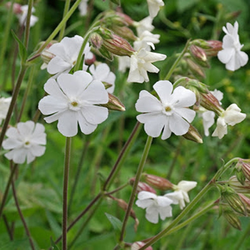 This Silene Variety...