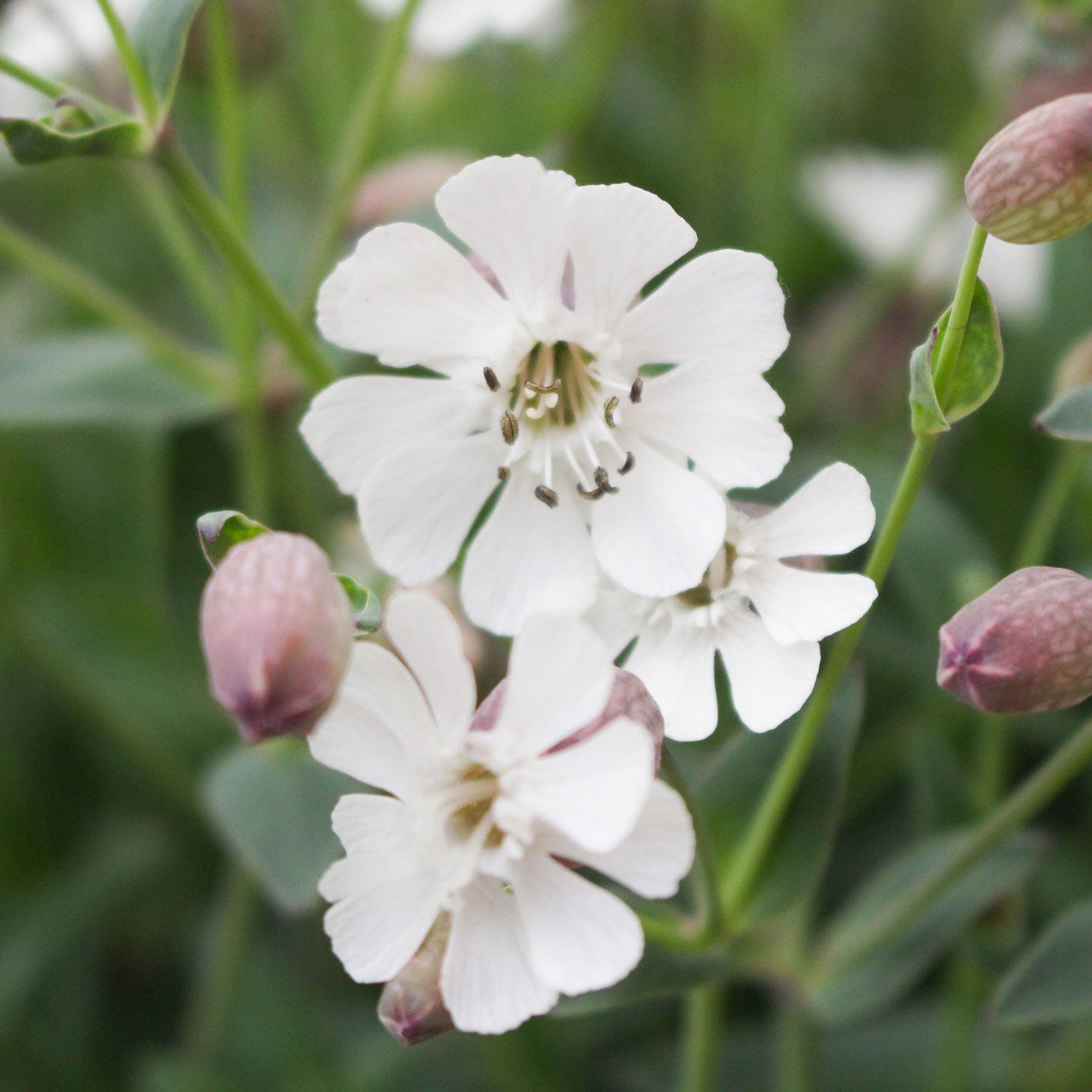 Silene Seeds | Snowdrop