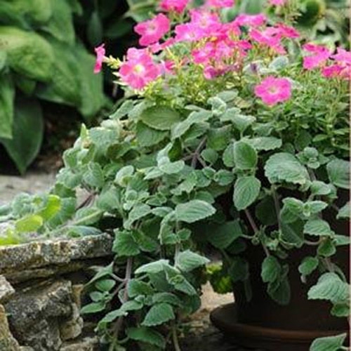 Plectranthus Silver Crest