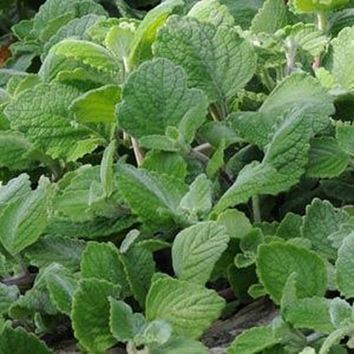 Plectranthus Silver Crest Seeds