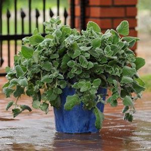 Plectranthus Plant Seed