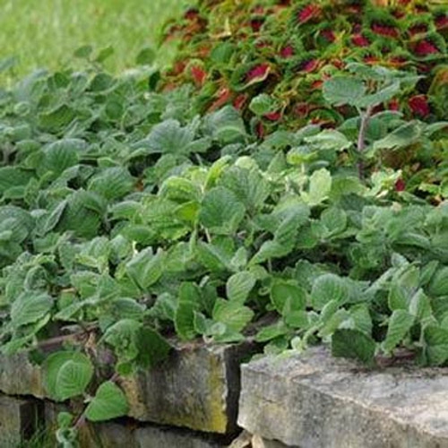 Plectranthus Foliage Plant Seeds