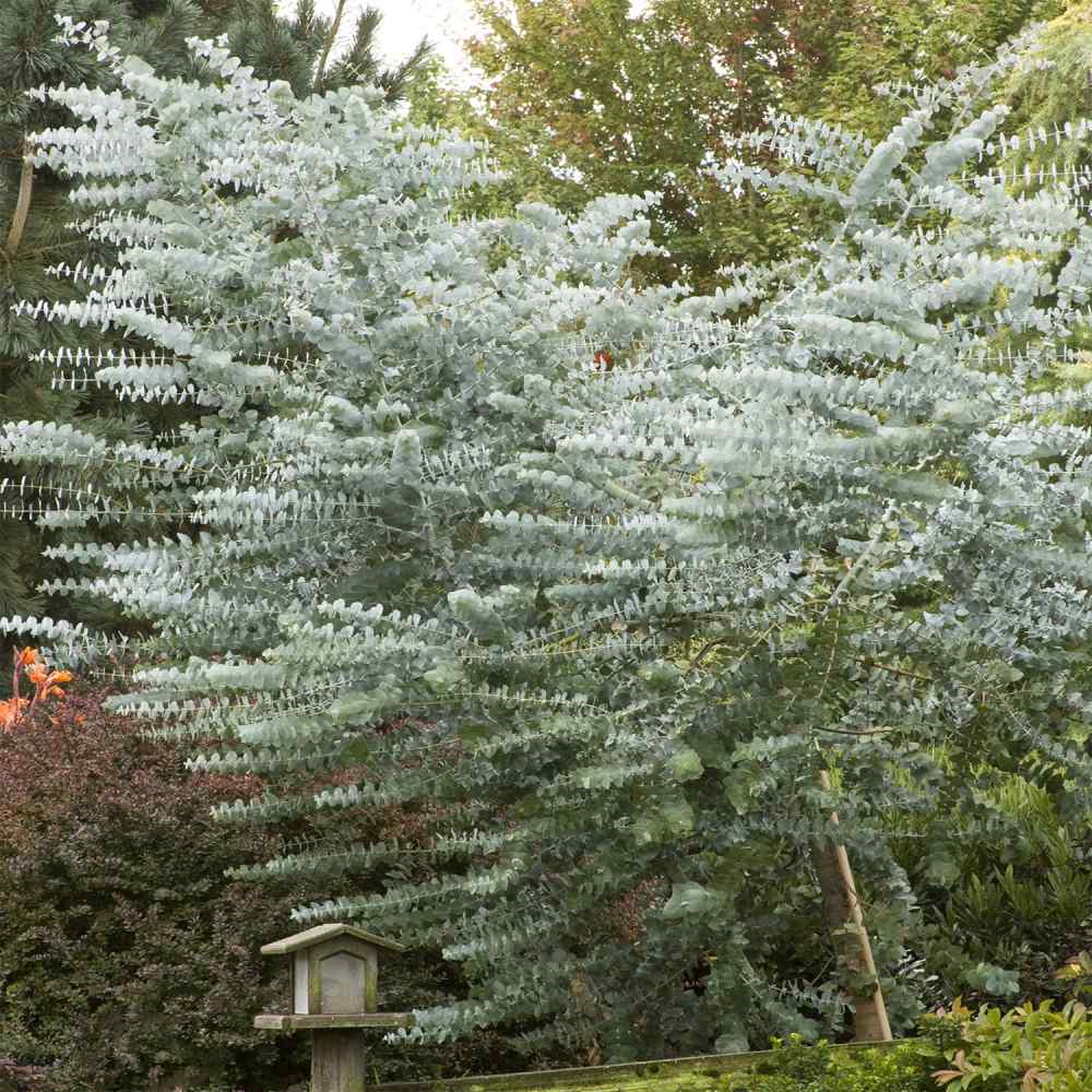 Eucalyptus Plant