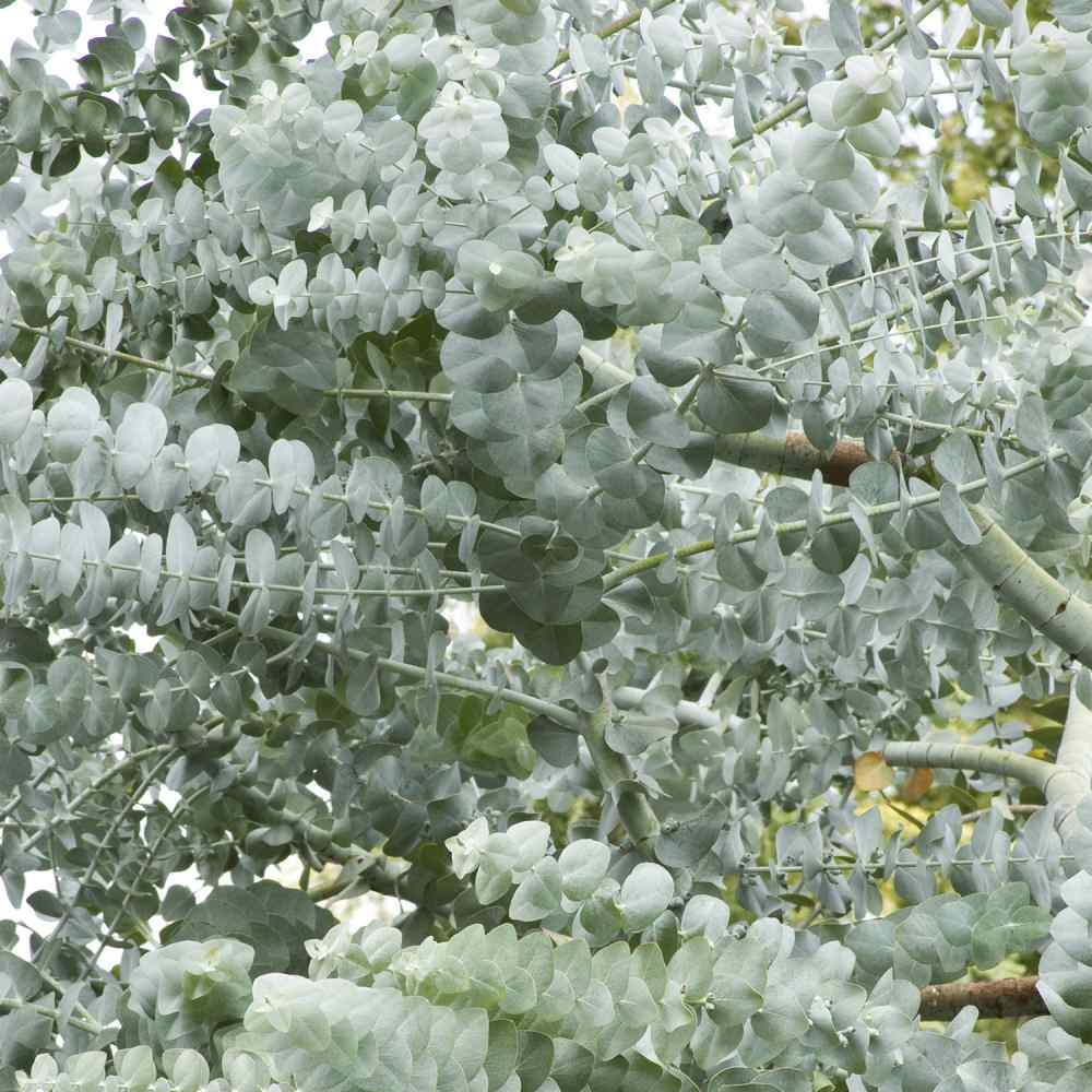 30 eucalipto SeedsSilver Dollar Eucalyptus cinerea Semi