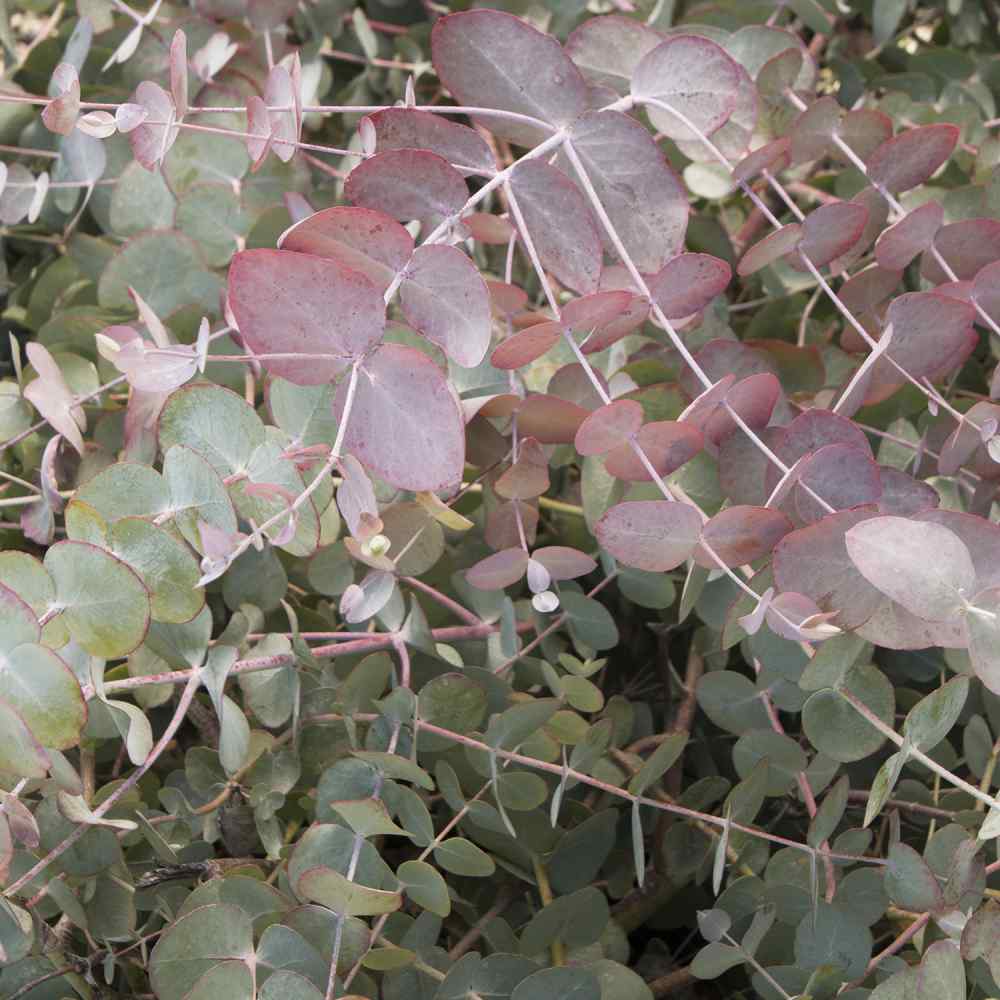 30 eucalipto SeedsSilver Dollar Eucalyptus cinerea Semi