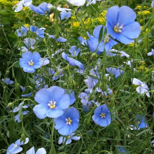 Sky Blue Flax Wildflowers