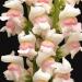 Antirrhinum Majus Maximum Appleblossom