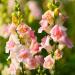 Annual Snapdragon Appleblossom