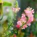 Snapdragon Appleblossom Plants